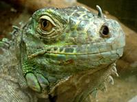 When we operate from our lower lizard brain, we are not much smarter than an iguana.