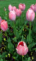 Chat Therapy for depression, anxiety, addiction, anger, grief and other life problems. Photo by Carl Benedict.
